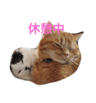 ふくとまろ（個別スタンプ：16）