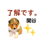 関谷さん用の名前スタンプ・子犬イラスト（個別スタンプ：4）