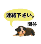 関谷さん用の名前スタンプ・子犬イラスト（個別スタンプ：12）