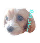 クーちゃん series❤（個別スタンプ：5）