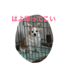 くーさんすたんぷ①（個別スタンプ：1）
