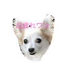 くーさんすたんぷ①（個別スタンプ：3）