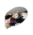 くーさんすたんぷ①（個別スタンプ：4）