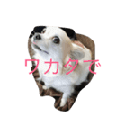 くーさんすたんぷ①（個別スタンプ：6）