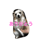 くーさんすたんぷ①（個別スタンプ：7）