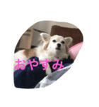 くーさんすたんぷ①（個別スタンプ：8）