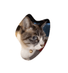 えんがわ（個別スタンプ：3）