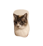 えんがわ（個別スタンプ：6）