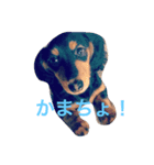 ぷりてぃここたん（個別スタンプ：1）