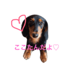 ぷりてぃここたん（個別スタンプ：3）