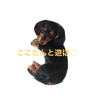 ぷりてぃここたん（個別スタンプ：5）