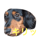 ぷりてぃここたん（個別スタンプ：8）