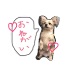 犬と猫！家族だよ！（個別スタンプ：3）