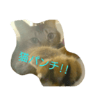 ネコのメイちゃん（個別スタンプ：2）