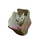 ネコのメイちゃん（個別スタンプ：4）