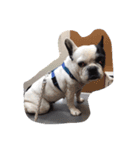 愛犬まるこ（個別スタンプ：1）
