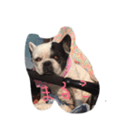 愛犬まるこ（個別スタンプ：2）