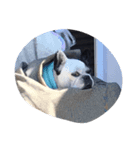 愛犬まるこ（個別スタンプ：6）