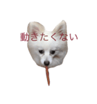 ポメラニアンひめちゃん（個別スタンプ：6）