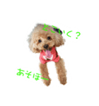 使えるわんこ（個別スタンプ：5）
