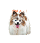 使えるわんこ（個別スタンプ：6）