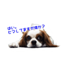 使えるわんこ（個別スタンプ：7）