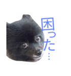 ふわモコ（個別スタンプ：9）