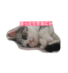 いちごの猫日和（個別スタンプ：1）