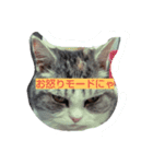 いちごの猫日和（個別スタンプ：5）