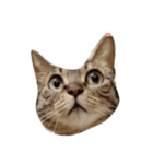わさび 猫#1（個別スタンプ：1）