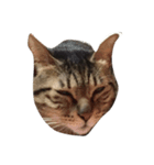 わさび 猫#1（個別スタンプ：2）