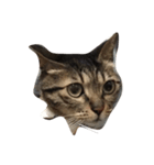 わさび 猫#1（個別スタンプ：3）