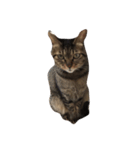 わさび 猫#1（個別スタンプ：5）