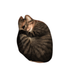 わさび 猫#1（個別スタンプ：7）