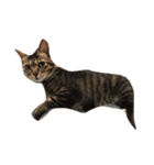 わさび 猫#1（個別スタンプ：8）