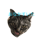チョコスタンプ（個別スタンプ：1）