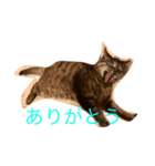 チョコスタンプ（個別スタンプ：8）