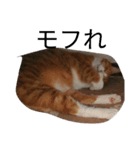 だる猫スタンプ（個別スタンプ：1）