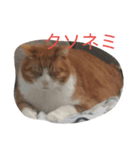 だる猫スタンプ（個別スタンプ：2）