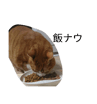 だる猫スタンプ（個別スタンプ：4）