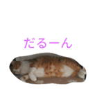 だる猫スタンプ（個別スタンプ：5）