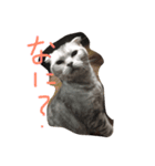 ふて猫、スコのめい（個別スタンプ：1）