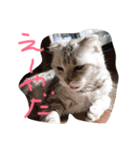 ふて猫、スコのめい（個別スタンプ：4）