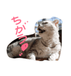 ふて猫、スコのめい（個別スタンプ：5）