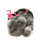 ふて猫、スコのめい（個別スタンプ：7）