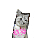 雪之丞♀猫（個別スタンプ：1）