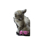 雪之丞♀猫（個別スタンプ：2）