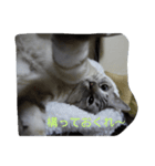 雪之丞♀猫（個別スタンプ：3）
