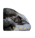 雪之丞♀猫（個別スタンプ：4）