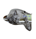 雪之丞♀猫（個別スタンプ：6）